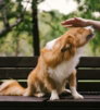 a-person-petting-a-fluffy-brown-and-white-dog-on-a-wooden-bench.jpg A person petting a fluffy brown and white dog on a wooden bench